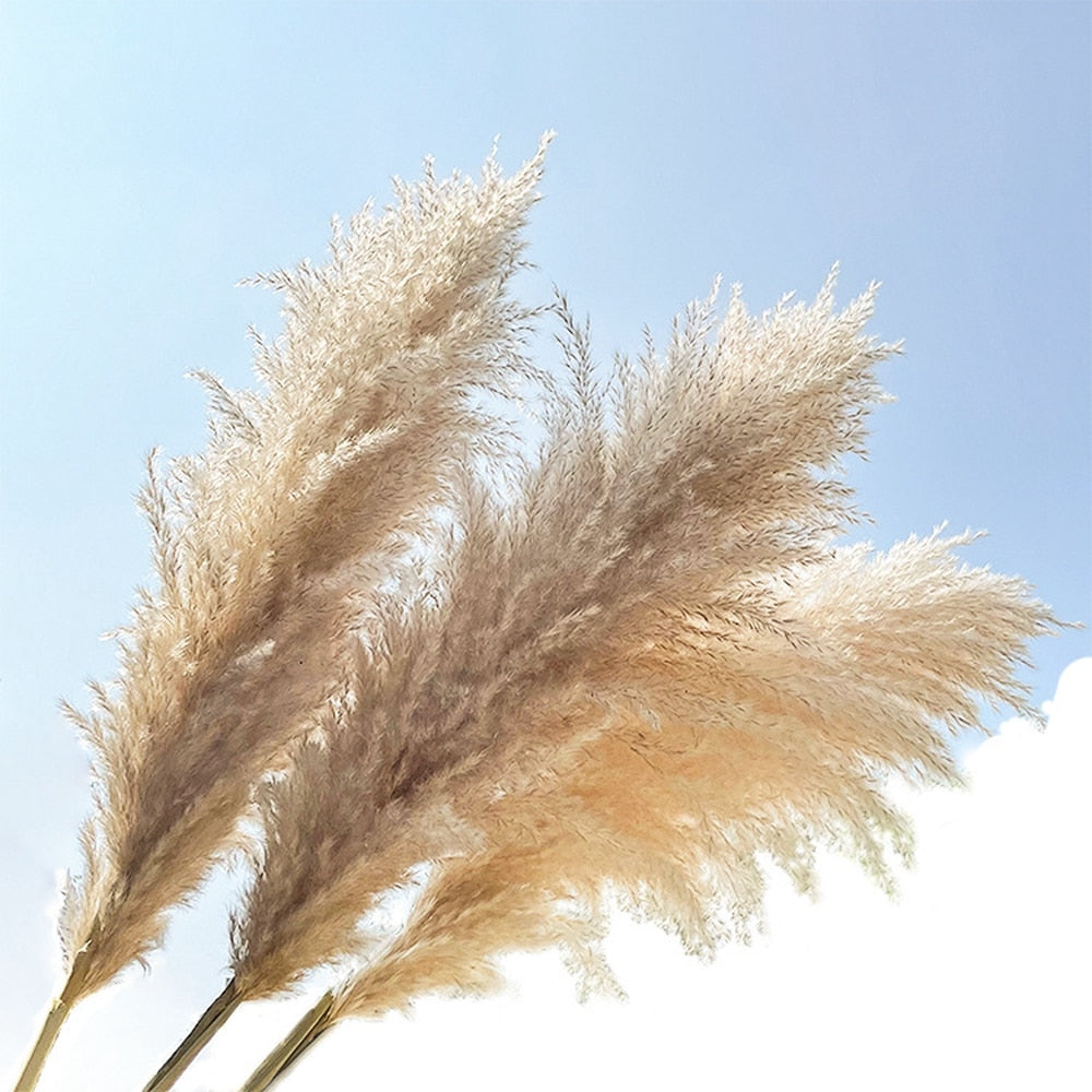 Pampas grass decor